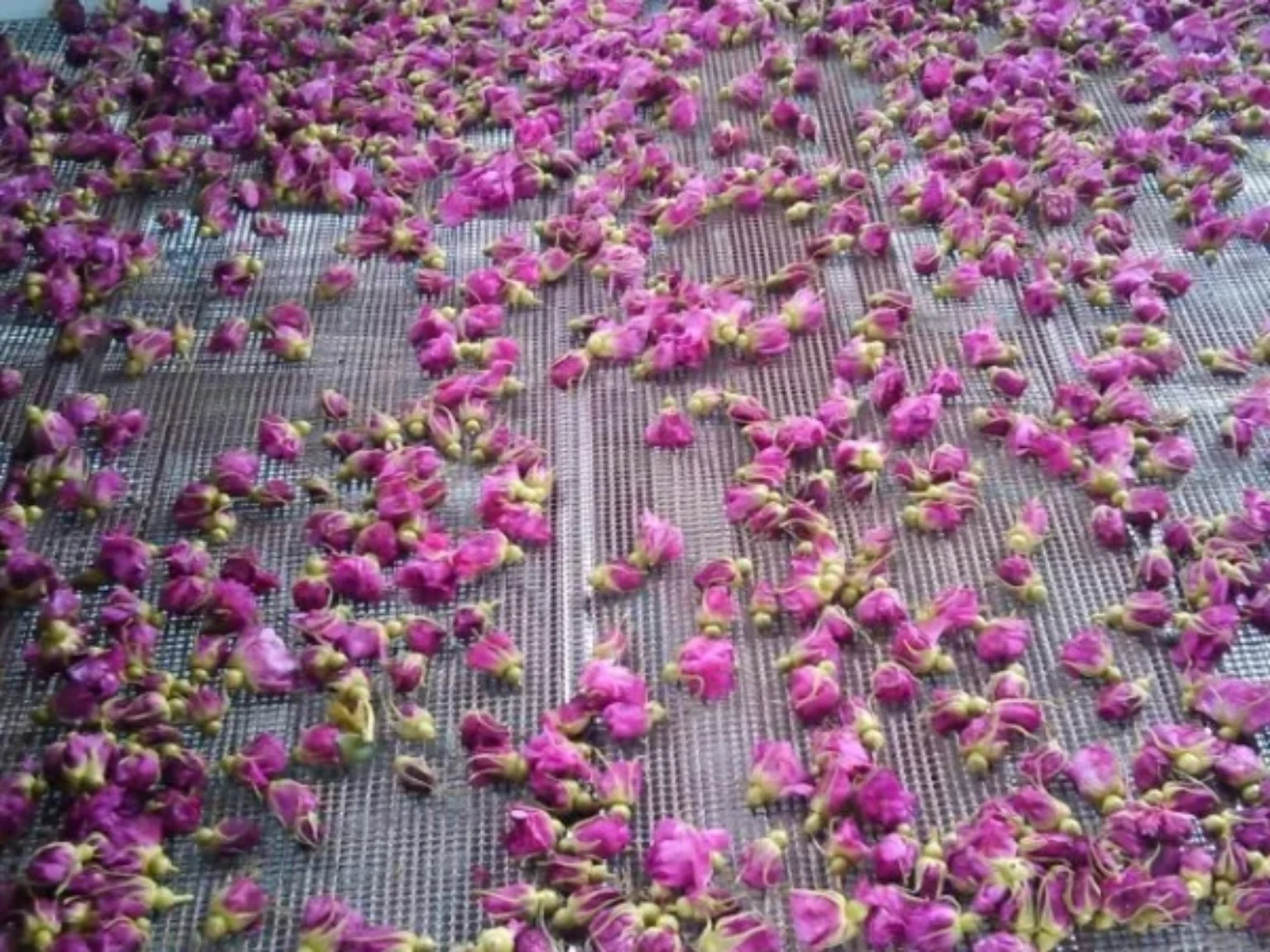 Iranian Damask rose drying and sourcing coordinated by Hamed Khodabakhshi