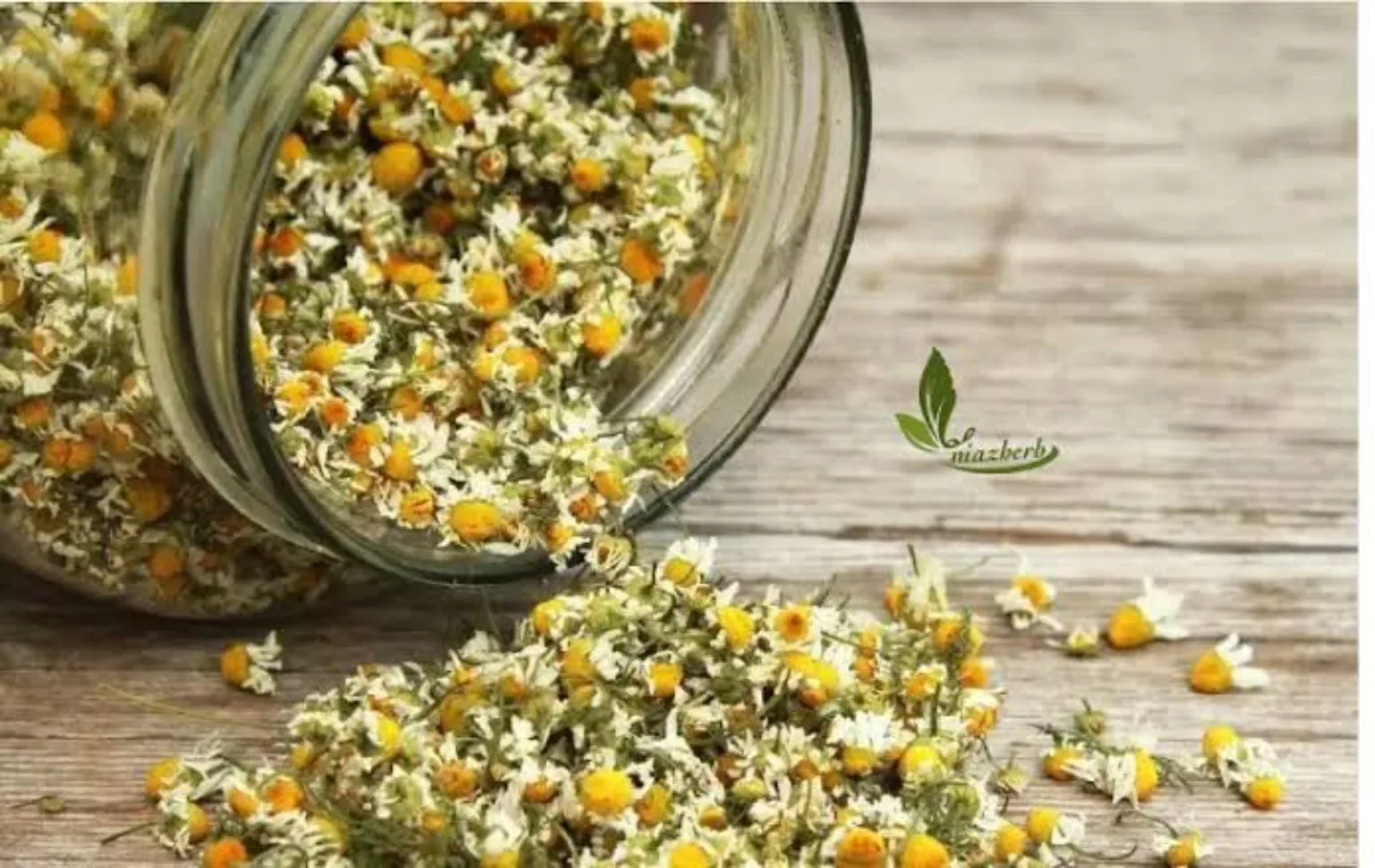 Dried chamomile flowers for wholesale bulk tea and botanical sourcing from Iran through HKT Export